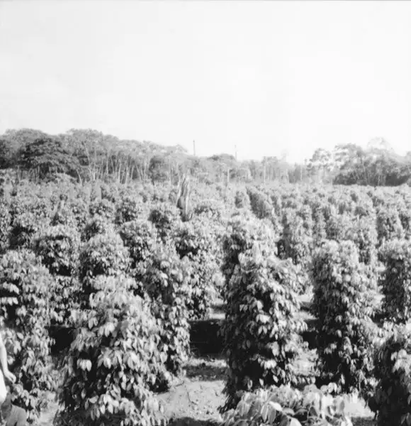 Foto 3: Plantação de pimenta do reino na Colônia do Guamá em São Miguel do Guamá (PA)