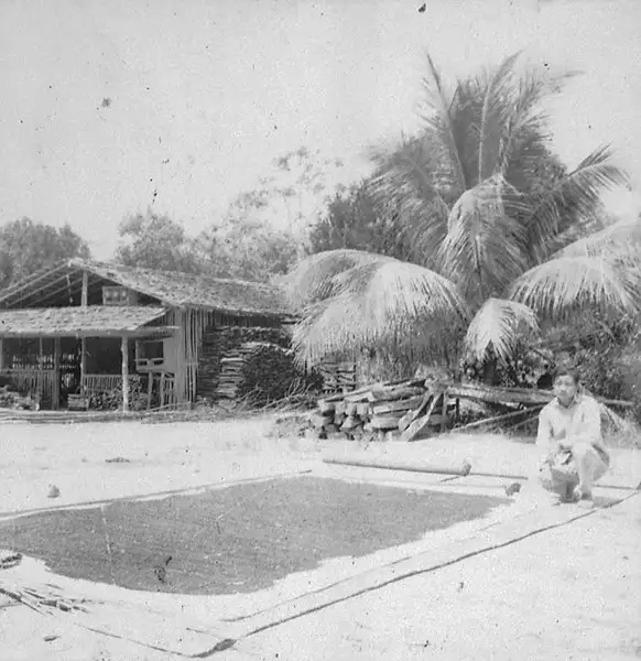 Foto 4: Secagem da pimenta do reino na Colônia do Guamá em São Miguel de Guamá (PA)