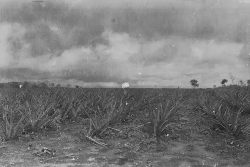 Foto 1: Plantação de abacaxi no Lugarejo de Umari em Bananeira (PB)