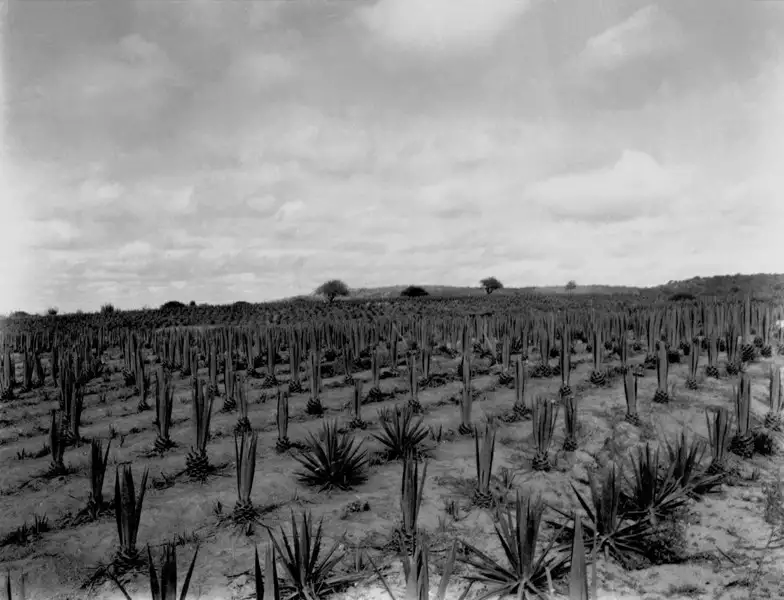 Foto 1: Plantação de agave em Arcoverde (PE)