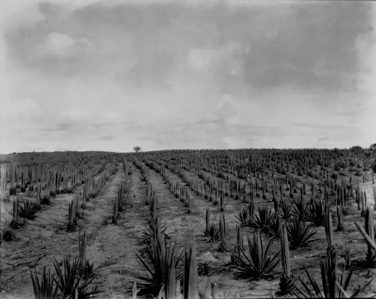 Foto 4: Plantação de agave em Arcoverde (PE)