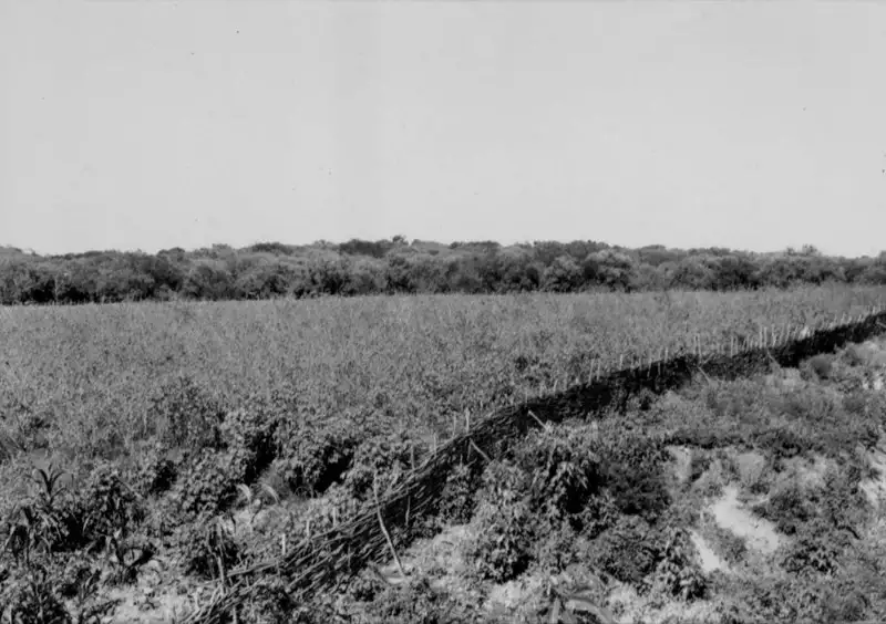 Foto 1: Plantação de algodão perene na caatinga em Custódia (PE)