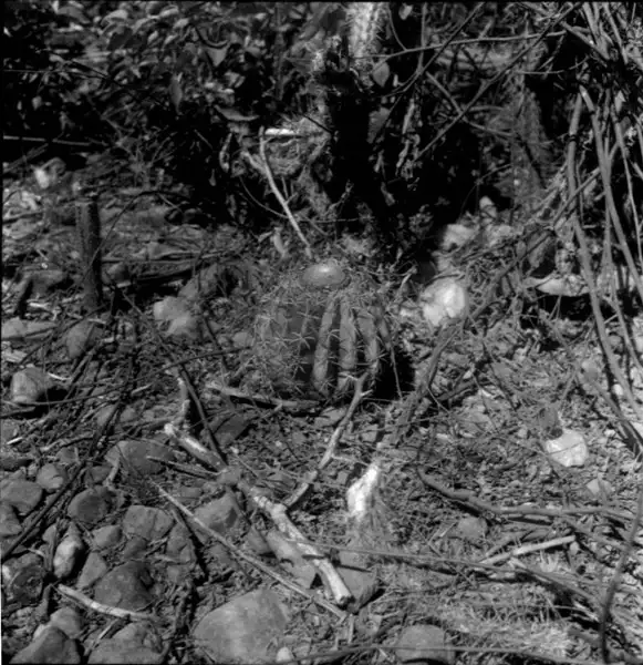 Foto 23: Cactácea cabeça de Frade em Petrolina (PE)