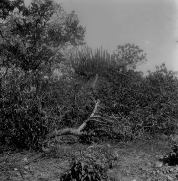 Foto 31: Vegetação de caatinga em Petrolina (PE)