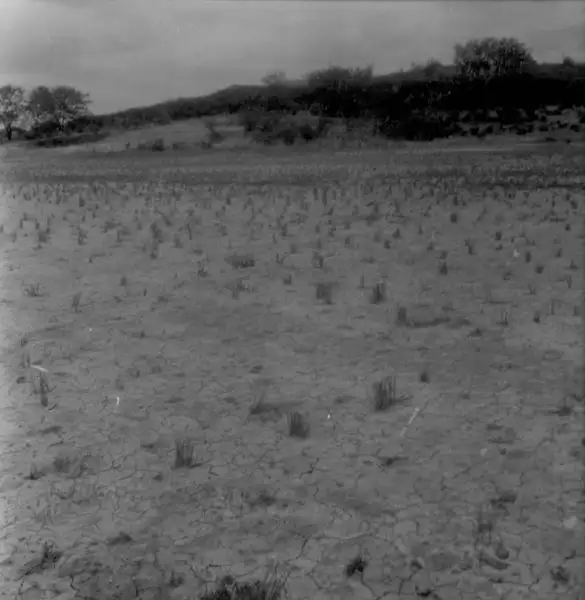 Foto 6: Plantação de arroz em Salgueiro (PE)