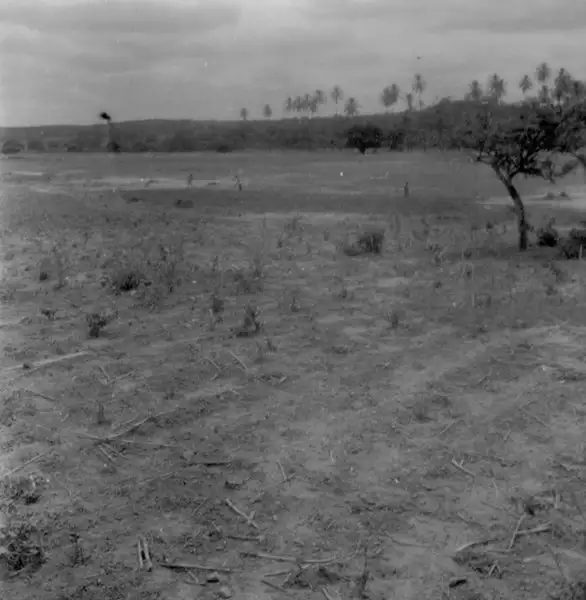 Foto 8: Plantação de arroz em Salgueiro (PE)