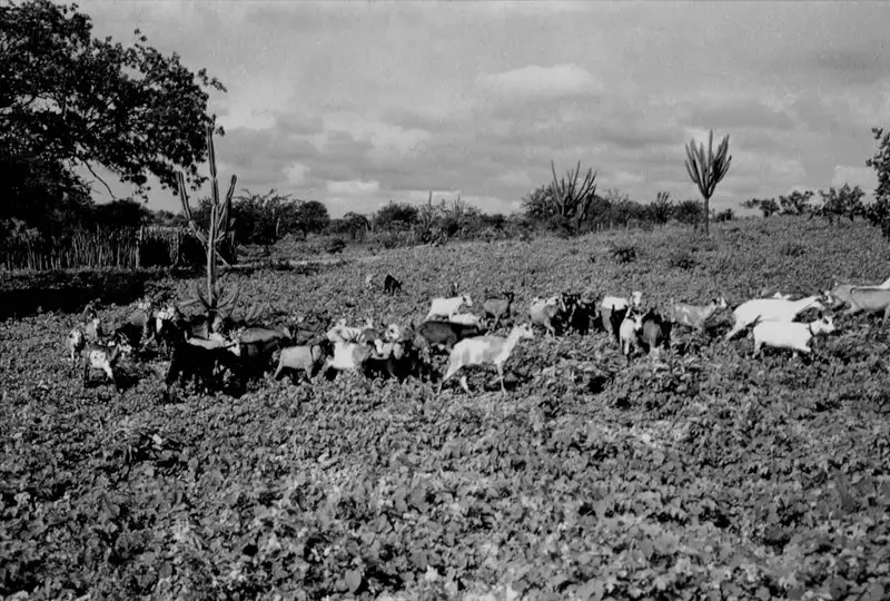 Foto 3: Cabras pastando no Povoado Pau Ferro em Bonfim do Piauí (PI)
