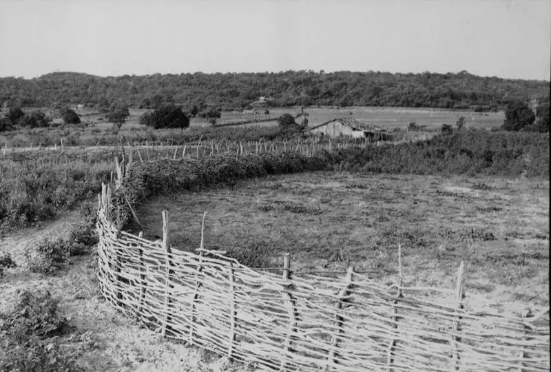 Foto 1: Casa e plantações na estrada BR - 407 em Geminiano (PI)