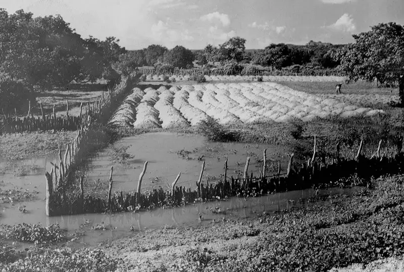 Foto 1: Terra preparada para plantação de mandioca em Oeiras (PI)