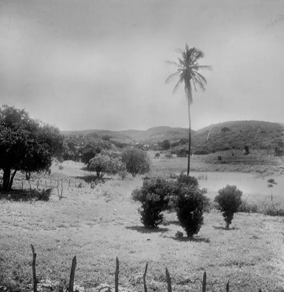 Foto 6: Vegetação em Piripiri (PI)