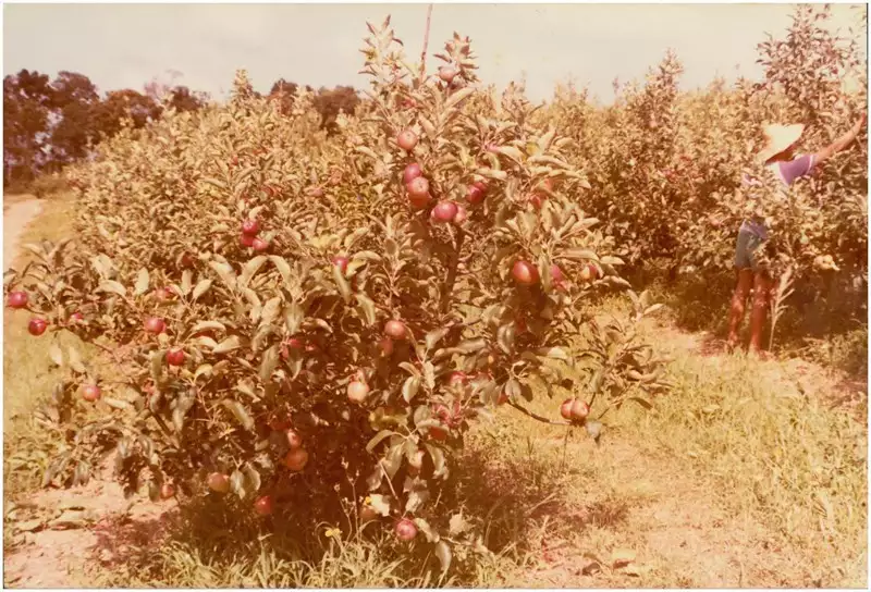 Foto 15: Pomar de maçãs : Araucária, PR