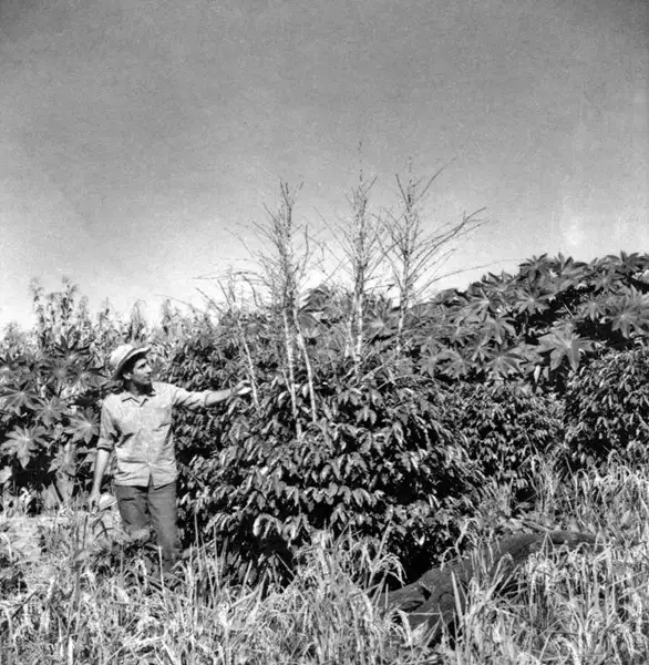 Foto 2: Detalhe de cafezal, queimado pela geada do ano de 1963, em recuperação associado ao milho e arroz : Município de Campo Mourão (PR)