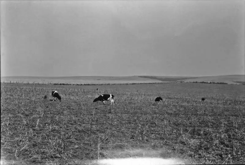 Foto 5: Pastagem, vendo-se o gado holandês : Município de Carambeí (PR)