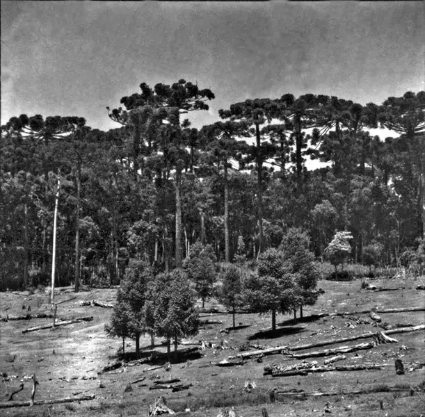 Foto 2: Reserva de pinheiro na estrada de Chopinzinho (PR)