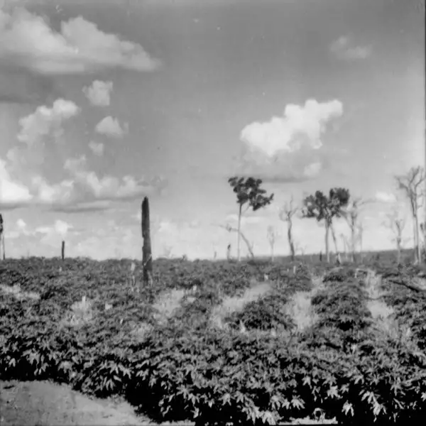 Foto 18: Plantação de mamona associado a milho e arroz : Município de Cruzeiro do Oeste (PR)