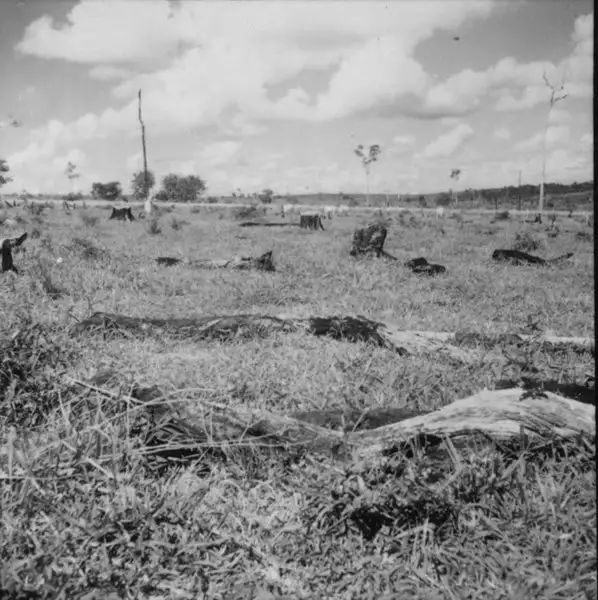 Foto 18: Pastos artificiais, vendo-se as árvores derrubadas no primeiro plano e gado Cherolez e Nelore, na fazenda 3 Irmãos (PR)