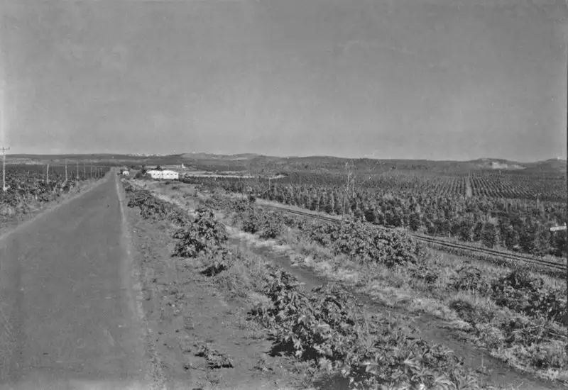Foto 1: Vista antes de Procópio vendo-se estrada e cafezal (PR)