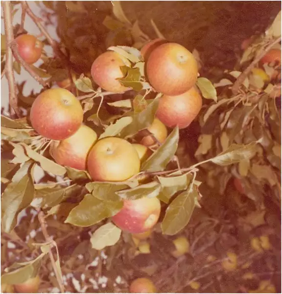 Foto 20: [Plantação de] maçã : Guarapuava (PR)