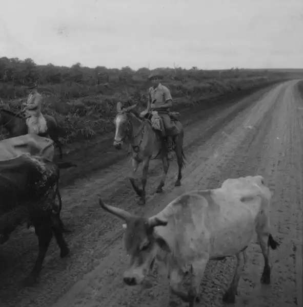 Foto 3: Vaqueiros e boiada na estrada de Jaguapitã (PR)