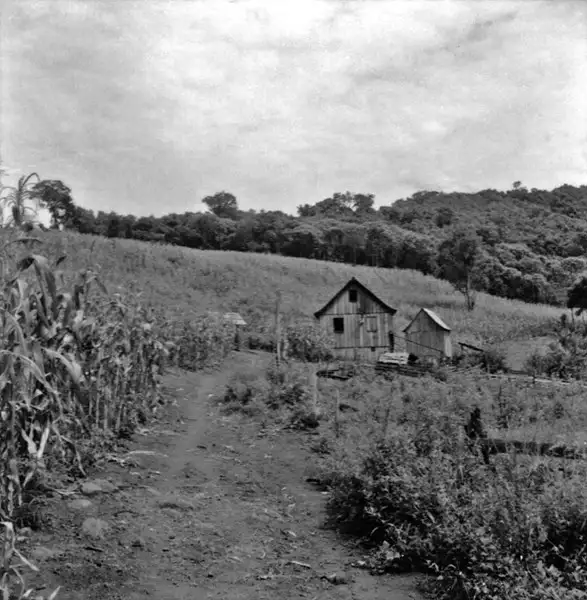 Foto 8: Casa de colono descendente de italiano : plantação de milho : Município de Laranjeiras do Sul (PR)