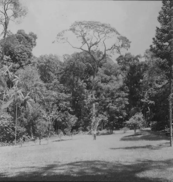 Foto 35: Vista da reserva florestal, vendo-se grande número de palmeiras : Município de Maringá (PR)