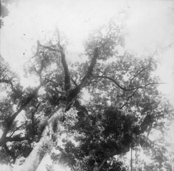 Foto 39: Copa de árvore do parque de Maringá (PR)