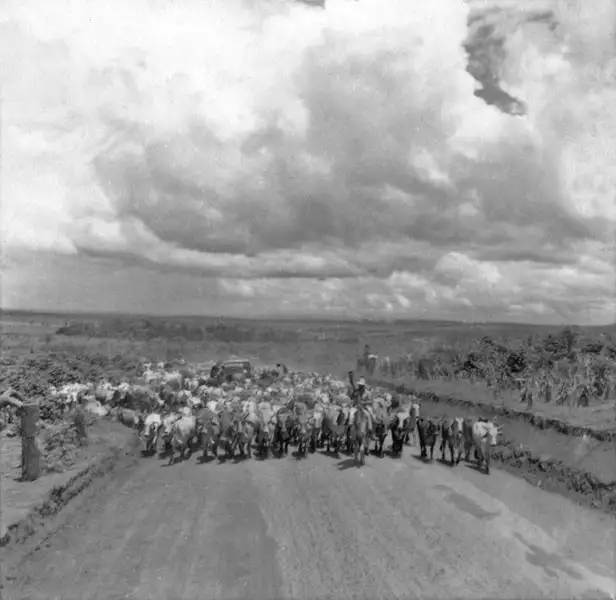 Foto 52: Boiada a caminho de Maringá (1.500 cabeças) : município de Maringá