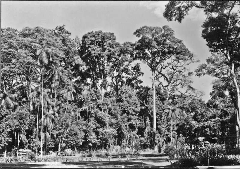 Foto 65: Palmital e aspecto do Horto Florestal de Maringá (PR)