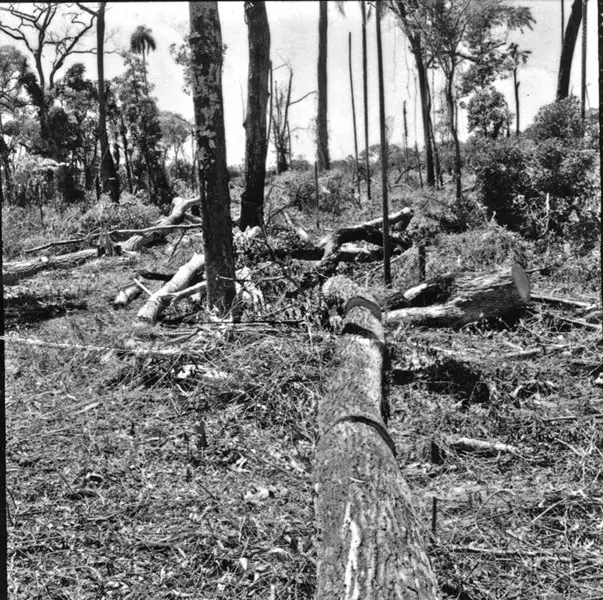 Foto 1: Aspecto da derrubada de floresta primitiva : Município de Rondon (PR)
