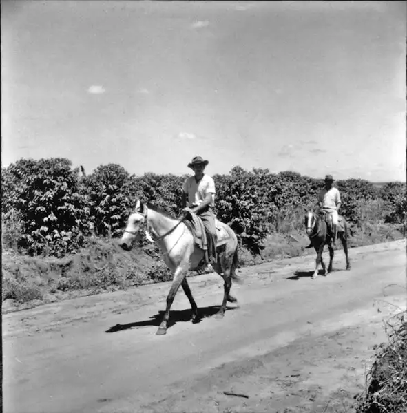 Foto 10: Cafezal : agricultores à cavalo : Município de Rondon (PR)