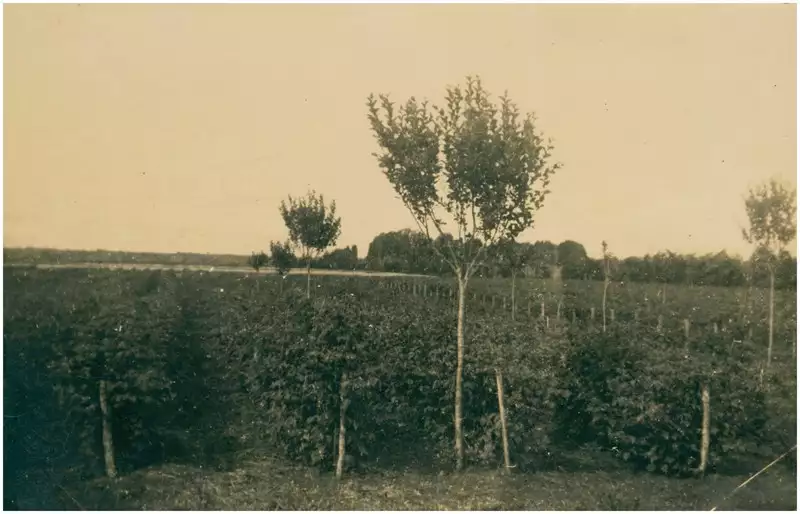 Foto 4: Plantação de framboesas : São José dos Pinhais, PR