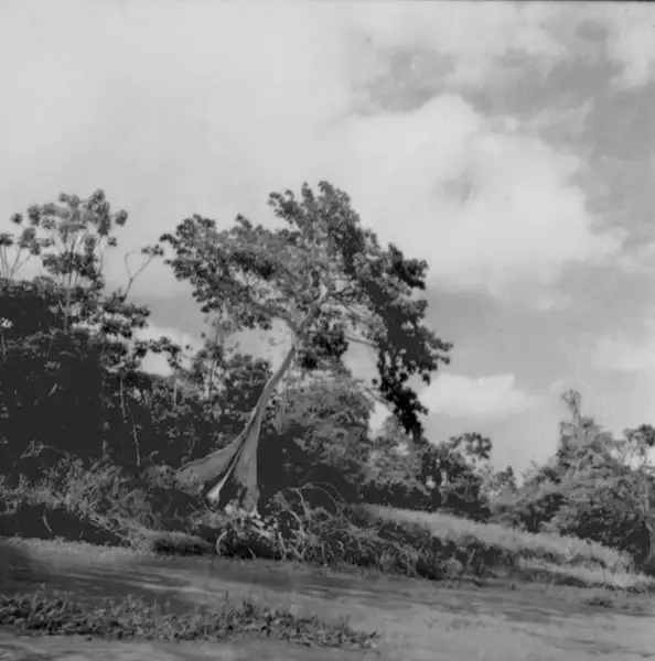 Foto 1: Sapopemba, árvore caída no Rio Amazonas (AM)