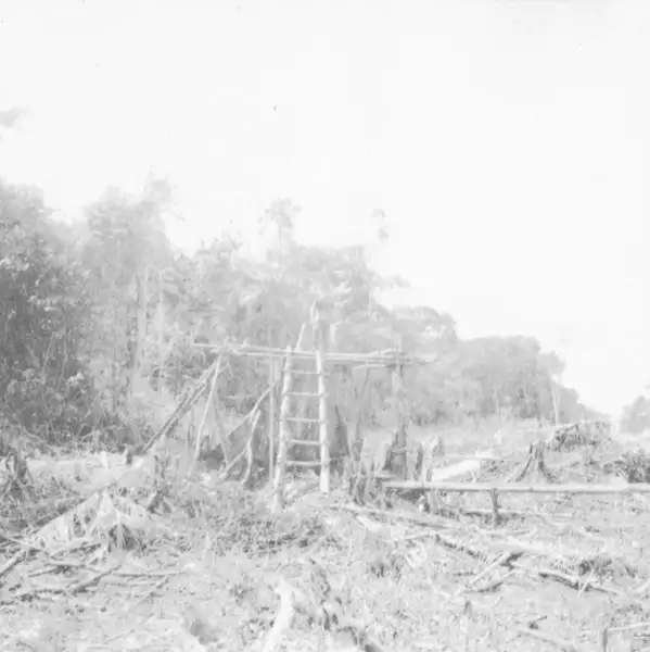 Foto 2: Escada giral para cortar sapopemba no Pará
