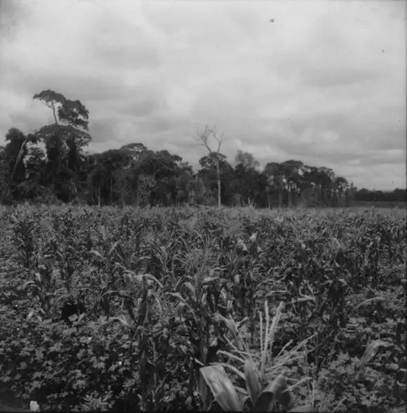 Foto 1: Cultura associada de milho e algodão (PR)