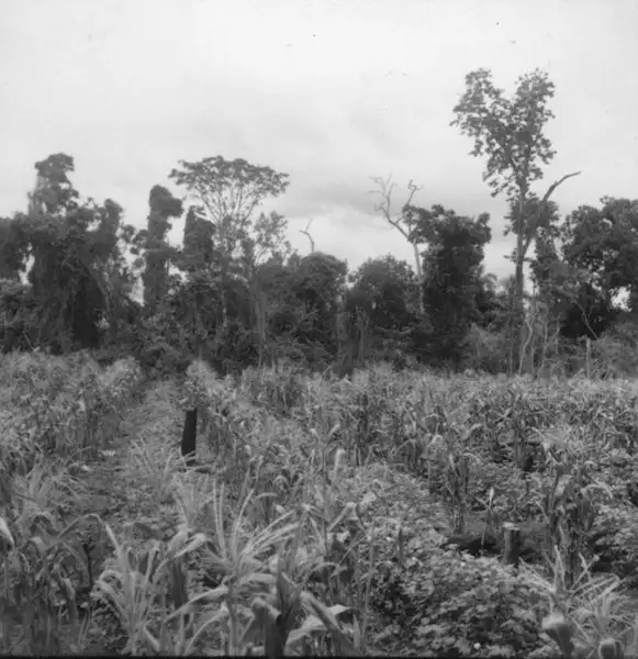Foto 6: Detalhe das fileiras de algodão e de milho da foto 9722 (1º estágio) : município de Tamboara (PR)