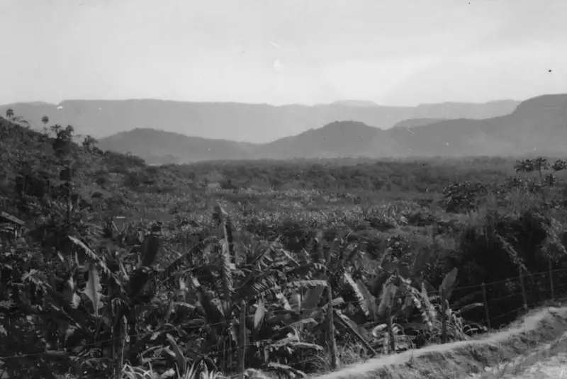 Foto 28: Superfície de topo plano elevado da Serra do Mar, vê-se o escarpamento. Em 1º plano a baixada onde há cultivo de banana : Vegetação de mangue : Município de Angra dos Reis (RJ)