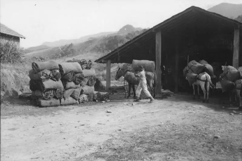 Foto 43: Tropa de burros, transportando carvão vegetal (RJ)