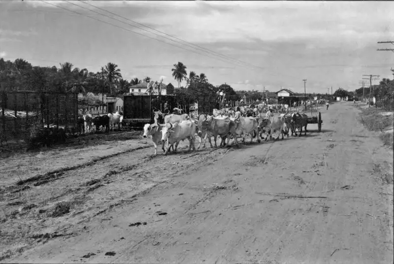 Foto 81: Cambonas e carroças puxadas por bois, carregando cana para a Usina São João : Município de Campos (RJ)