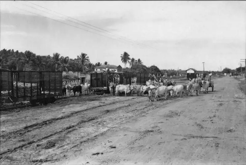 Foto 82: Cambonas e carroças puxadas por bois, carregando cana para a Usina São João : Município de Campos (RJ)
