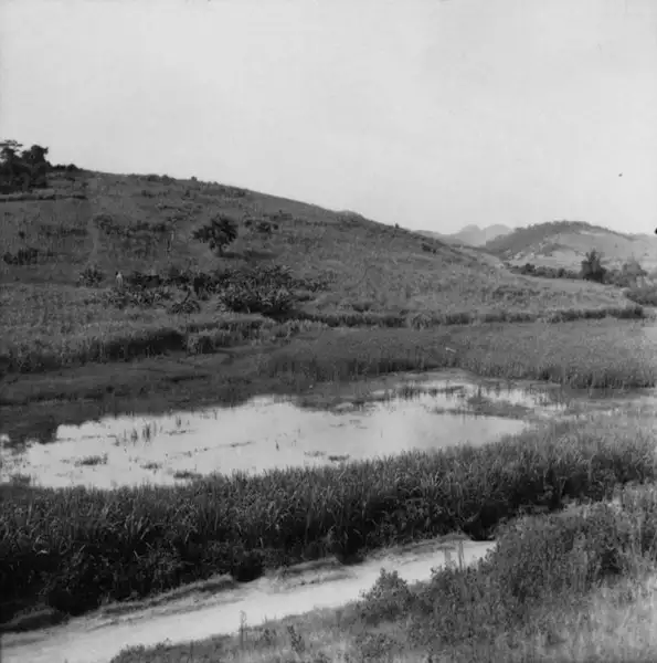Foto 9: Dolina ocupada com cultivo de cana e arroz. No centro água, à direita, a taboca (200m) : Município de Itaocara (RJ)