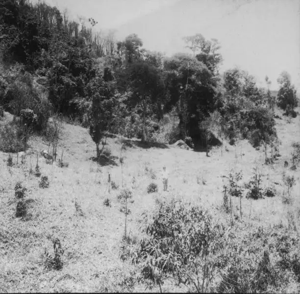 Foto 37: Faz. Floresta : vegetação remanescente na ponta da Serra da Canôa, onde por descuido de vaqueiros que marcavam gado, o fogo do braseiro alastrou na ravina atingindo a mata (RJ)