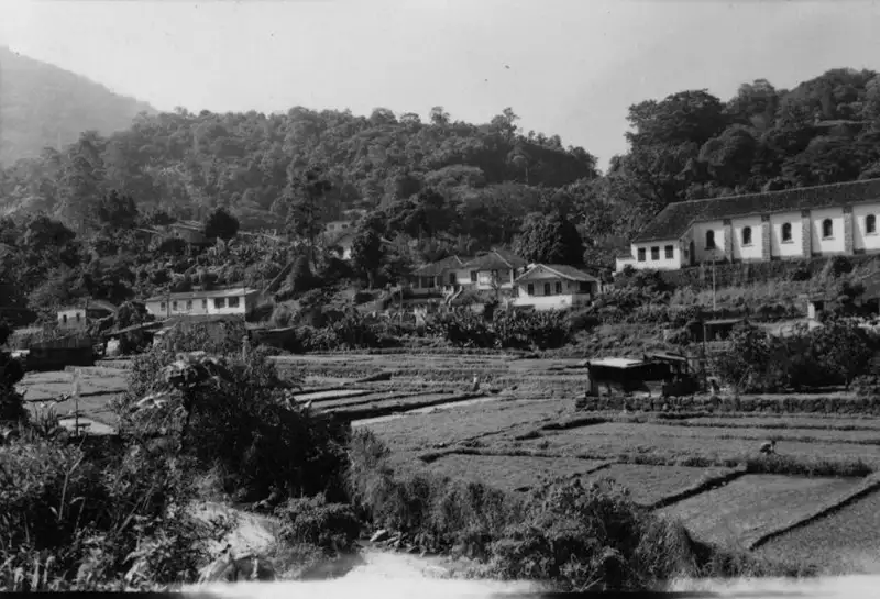 Foto 215: Vale da Cachoeirinha : plantação de agrião : Tijuca (RJ)