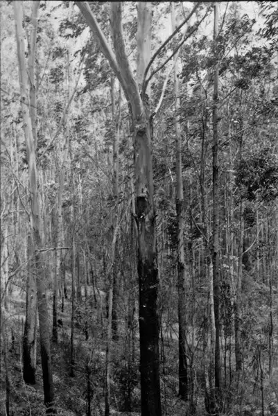 Foto 666: Troncos de eucaliptos à caminho para Teresópolis (RJ)