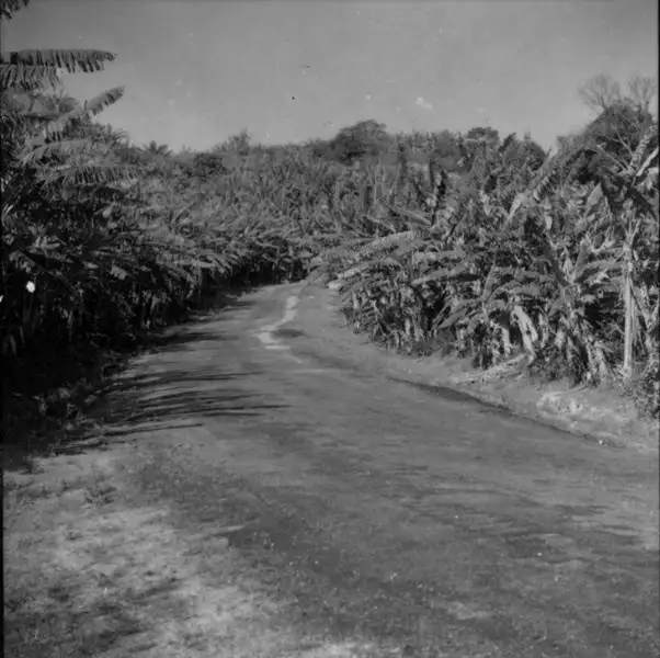 Foto 670: Plantação de banana em Jacarepaguá (RJ)