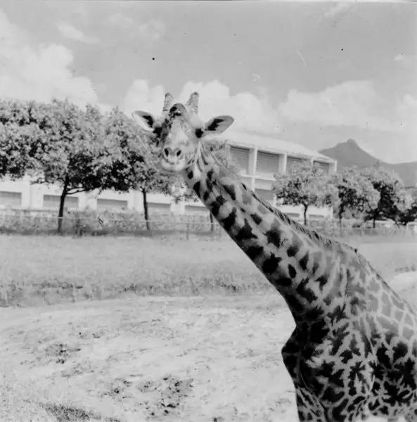 Foto 737: Jardim Zoológico : Girafa (RJ)
