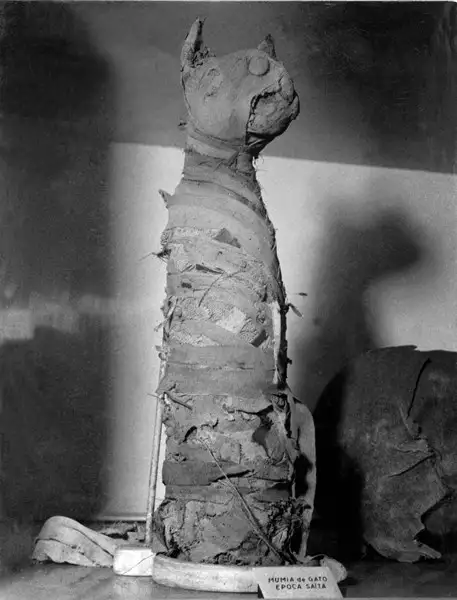 Foto 962: Múmia de um gato : Museu Nacional (RJ)