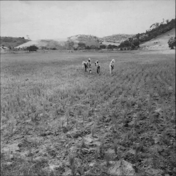 Foto 6: Várzea com arroz, vendo-se os homens limpando o terreno 150 ms. : Município de São Sebastião do Alto (RJ)