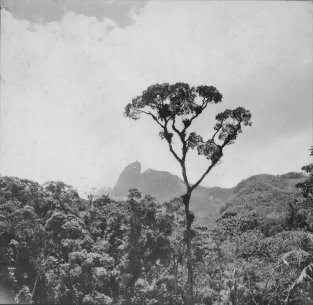 Foto 17: Vista do Pico Nariz do Padre : Teresópolis (RJ)