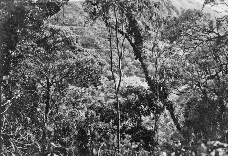 Foto 34: Aspecto da vegetação da Serra de Teresópolis (RJ)