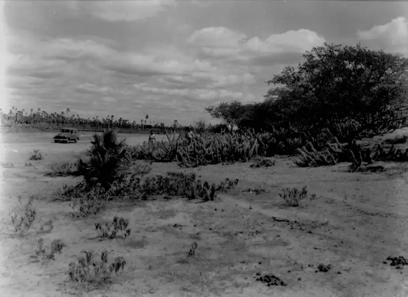 Foto 1: Caatinga em Upanema (RN)